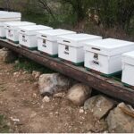 OGM: Odun dışı orman ürünlerinden ekonomiye 12 milyar TL katkı