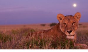 ‘Ölümcül Safari’, Serinin Devam Bölümleriyle 7 Eylül’den İtibaren Pazar Günleri 20.00’de National Geographic WILD Ekranlarında!
