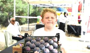 Osmangazi Belediyesi’nden dünyaca ünlü siyah incire festival