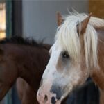 Pako’da bakılan binek hayvanlar sahiplendiriliyor