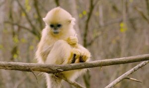 ‘Primatlar Dünyası’, 28 Eylül Pazar 21.00’de National Geographic WILD Ekranlarında!