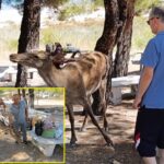 Salda Gölü’nde kızıl geyik sürprizi