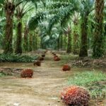 Sürdürülebilir Palm Yağı “Az Alanda Çok Üretim” Yaklaşımıyla Çevreci Bir Çözüm Sunuyor