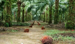 Sürdürülebilir Palm Yağı “Az Alanda Çok Üretim” Yaklaşımıyla Çevreci Bir Çözüm Sunuyor