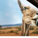 Yeni Seri ‘Vahşi Türden Yakınlaşmalar’, 3 Eylül Çarşamba 20.00’de İki Bölümüyle National Geographic WILD Ekranlarında İzleyicilerle Buluşuyor!