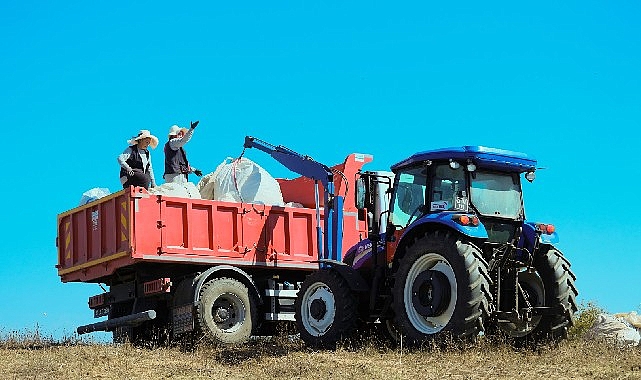 1.140 dekarlık alanda biberiye zamanı