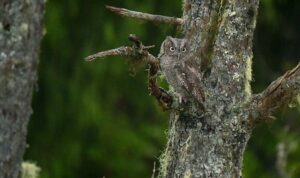 ‘Alaska’nın Kahramanları: Minik Kahramanlar Özel’, 4 Ekim Cumartesi 20.00’de National Geographic WILD Ekranlarında!