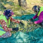 Burhaniye’de Zeytin Hasadı Başladı