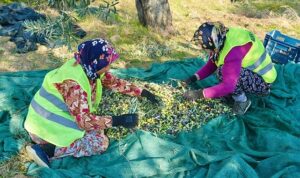 Burhaniye’de Zeytin Hasadı Başladı