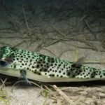 Ege Üniversitesinden istilacı türlere karşı yapay zeka destekli uluslararası bilimsel iş birliği