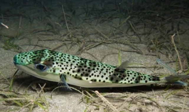 Ege Üniversitesinden istilacı türlere karşı yapay zeka destekli uluslararası bilimsel iş birliği