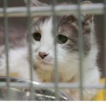 ‘Heartland Veterinerleri: Kediler Özel’, 11 Ekim Cumartesi 21.00’de National Geographic WILD Ekranlarında!