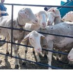 İnegöl Belediyesi İle İlçeler Arası “Tarım Ve Hayvancılıkta Güç Birliği”