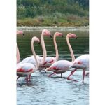 İzmit Körfezi’nde pembe flamingoların dansı