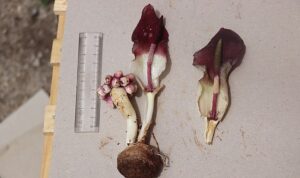 “Karaman yılanpancarı” bilim dünyasına tanıtıldı