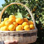 Satsuma mandalinanın ihracat yolculuğu 17 Ekim’de başlıyor