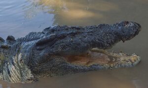 ‘Timsah: Avustralya’nın Hayatta Kalanı’, 5 Ekim Pazar 20.00’de National Geographic WILD Ekranlarında!