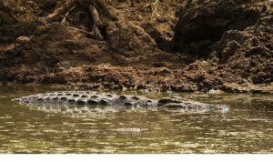 ‘Timsah Savaşları: Grumeti ve Mara’, 26 Ekim Pazar 20.00’de National Geographic WILD Ekranlarında!