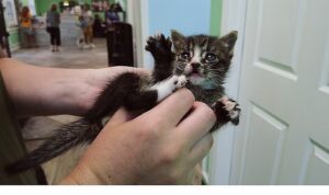 ‘Veteriner Dostlar: Kediler Özel’,   11 Ekim Cumartesi 20.00’de   National Geographic WILD Ekranlarında İzleyicilerle Buluşuyor!