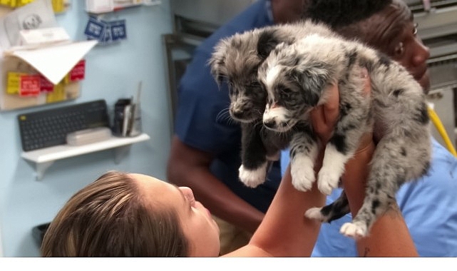 ‘Veteriner Dostlar: Köpekler Özel’, 18 Ekim Cumartesi 20.00’de National Geographic WILD Ekranlarında!