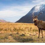 6 Bölümlük Seri ‘Avrupa’nın Vahşi Harikaları’, 15 Kasım’dan İtibaren Cumartesi Günleri 20.00’de İki Bölüm Art Arda National Geographic WILD Ekranlarında!
