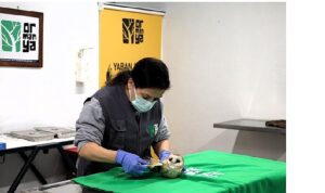 Bu merkez yaban hayvanlarına umut oluyor