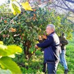 Çiftçinin Ürünü Dalında Kaldı, Belediye Topladı Halka Dağıttı