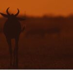 İki Bölümden Oluşan ‘Mara: Yeniden Doğuş’,   16 ve 23 Kasım Pazar Günleri 20.00’de   National Geographic WILD Ekranlarında İzleyicilerle Buluşuyor!