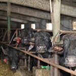 Kocaeli’de manda sayısı Büyükşehir’in desteğiyle artıyor