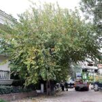 Maltepe’nin ağaçları sağlıklı büyümesi için budanıyor