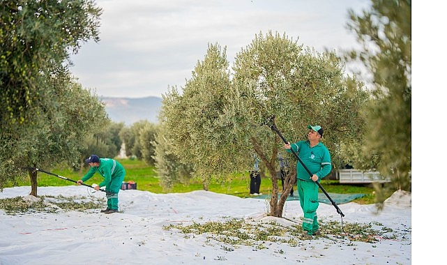 Milas Belediyesi Zeytin Hasadına Başladı