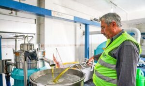 Seferihisar Belediyesi’nden örnek proje; Çocukların topladığı zeytinler sofralara bereket olacak