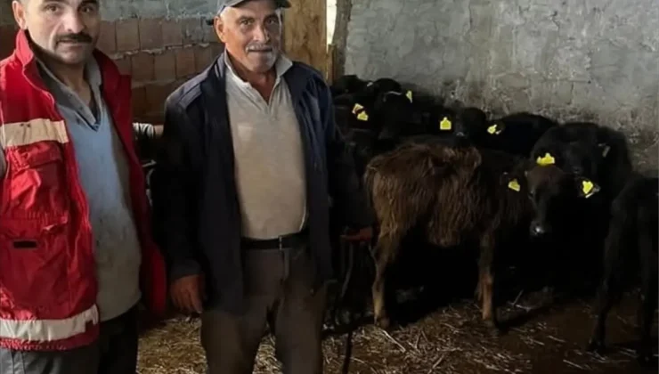 19 Mayıs’ta hayvan sağlığı çalışmaları sürüyor