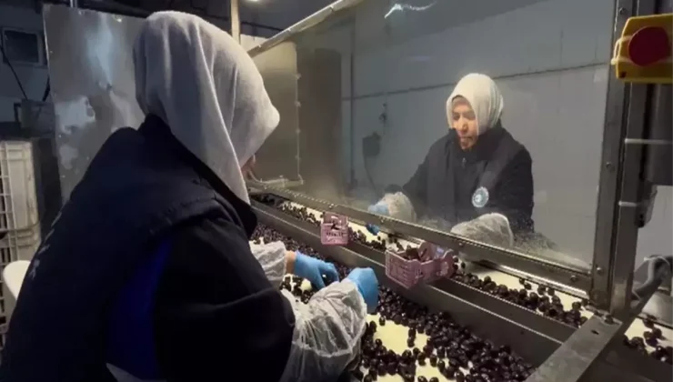 65 ülkeye ihraç edilen Türk zeytini, zeytinyağlı çikolata ve kozmetik ürünlerle de raflarda yer alacak