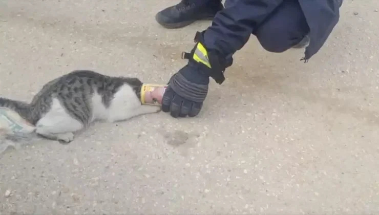 Adıyaman’da başı konserve kutusuna sıkışan kedi kurtarıldı