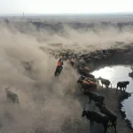 “Ağrı Dağı’nın kovboyları” eğittikleri yılkı atlarıyla sürüleri kontrol ediyor