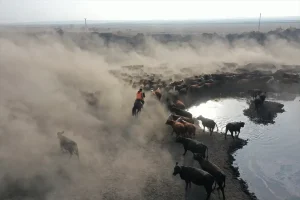 “Ağrı Dağı’nın kovboyları” eğittikleri yılkı atlarıyla sürüleri kontrol ediyor