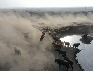 “Ağrı Dağı’nın kovboyları” eğittikleri yılkı atlarıyla sürüleri kontrol ediyor