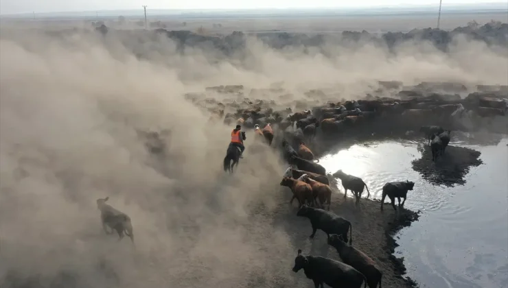 “Ağrı Dağı’nın kovboyları” eğittikleri yılkı atlarıyla sürüleri kontrol ediyor