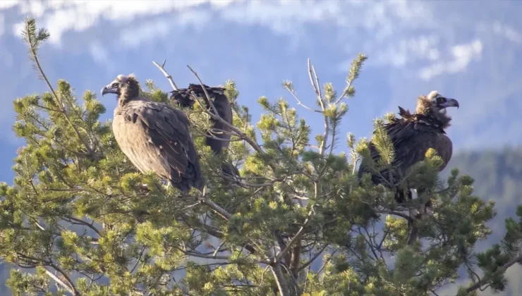 Akbabaların izi Bolu’daki istasyonda sürülüyor