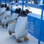 Albüm: Çin’in Harbin Kentinde Düzenlenen Penguen Geçit Töreni Renkli Görüntülere Sahne Oldu