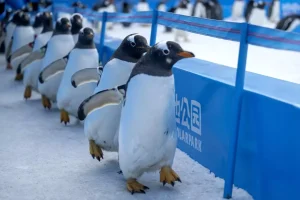 Albüm: Çin’in Harbin Kentinde Düzenlenen Penguen Geçit Töreni Renkli Görüntülere Sahne Oldu