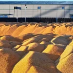 Albüm: Çin’in Heilongjiang Eyaletinin Tahıl Üretimi 82 Milyon Tonla Rekor Kırdı