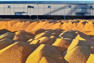 Albüm: Çin’in Heilongjiang Eyaletinin Tahıl Üretimi 82 Milyon Tonla Rekor Kırdı