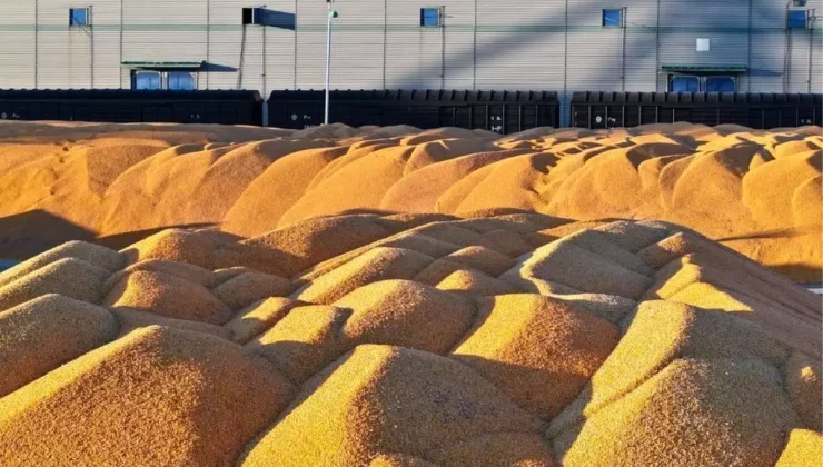 Albüm: Çin’in Heilongjiang Eyaletinin Tahıl Üretimi 82 Milyon Tonla Rekor Kırdı