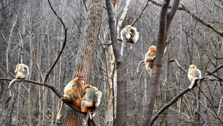 Albüm: Çin’in Zhouzhi Ulusal Doğa Koruma Alanı Altın Burunlu Maymunlar ve Nadir Türlere Ev Sahipliği Yapıyor