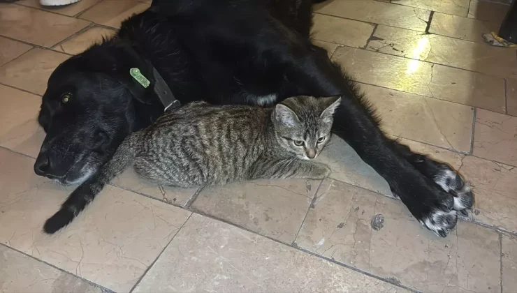 Amasya’da kedi ile köpeğin dostluğu ilgi çekiyor