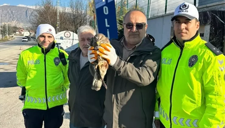 Amasya’da yaralı bulunan kızıl şahin tedavi altına alındı