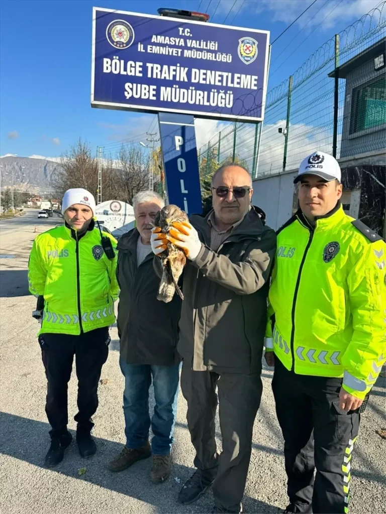 Amasya’da yaralı bulunan kızıl şahin tedavi altına alındı