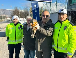 Amasya’da Yaralı Şahin Uygulama Noktasında Bulundu
